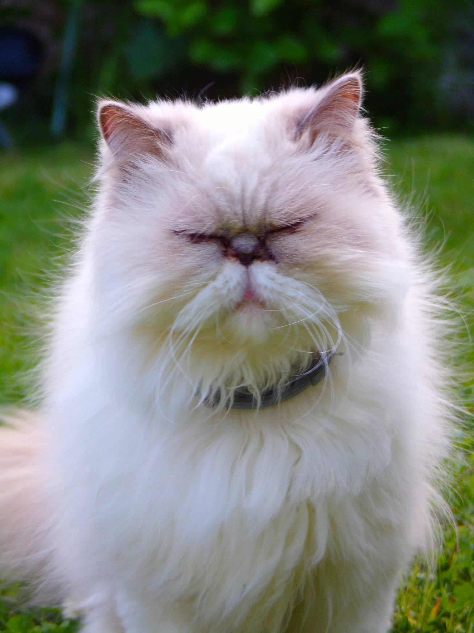 Justine participe au concours pour gagner de l'argent avec cette photo : asian_semi_longhair, british_longhair, british_semi_longhair, carnivore, cat, domestic_long_haired_cat, eye, fawn, felidae, fur, himalayan, mammal, norwegian_forest_cat, persian, plant, small_to_medium_sized_cats, snout, vertebrate, whiskers