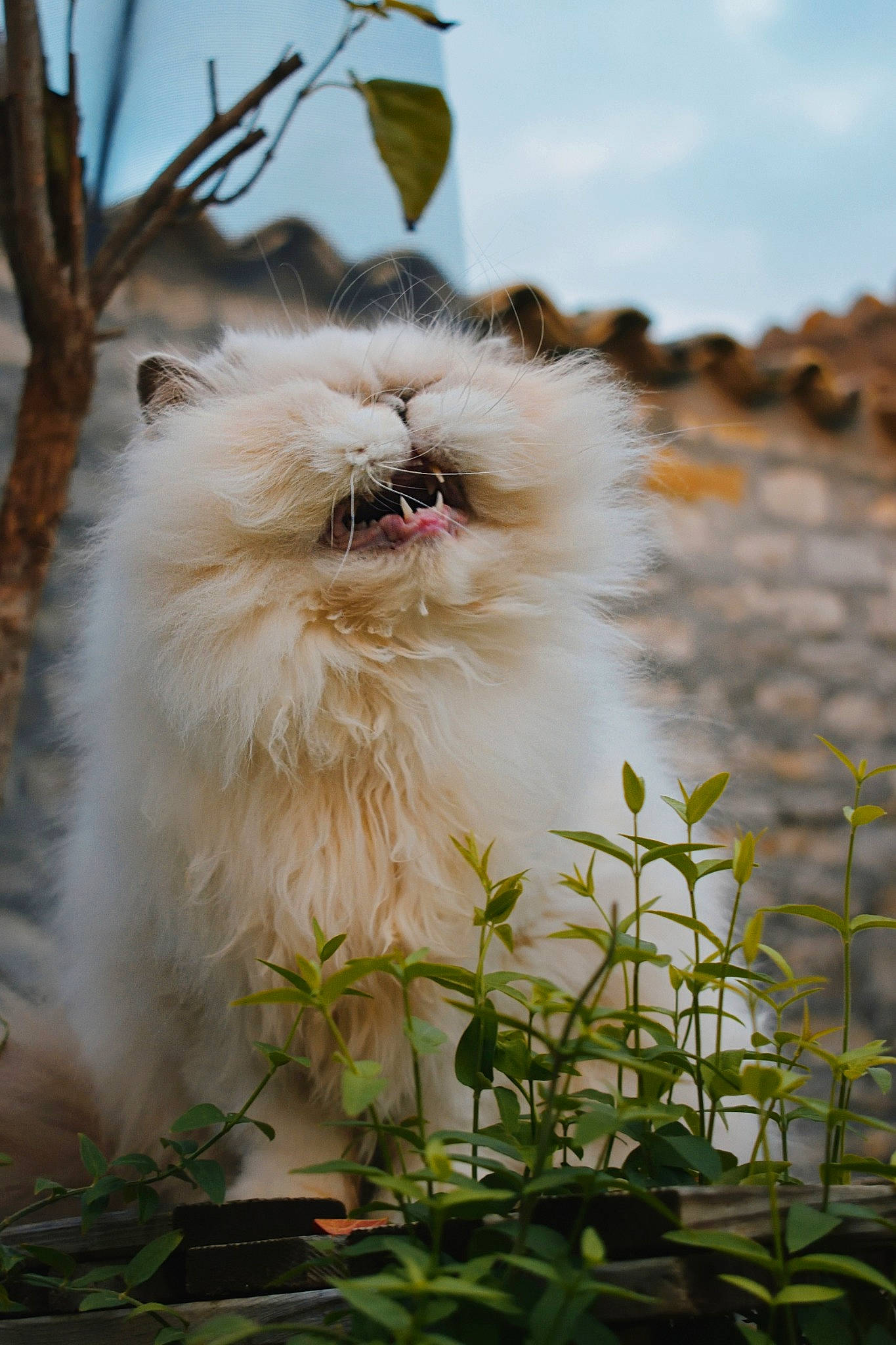 Justine a rejoint le concours — aidez-le/la à gagner de superbes lots ! canidae, carnivore, cat, dog, fawn, felidae, flower, japanese_spitz, mammal, persian, plant, pomeranian, ragdoll, small_to_medium_sized_cats, vertebrate, whiskers