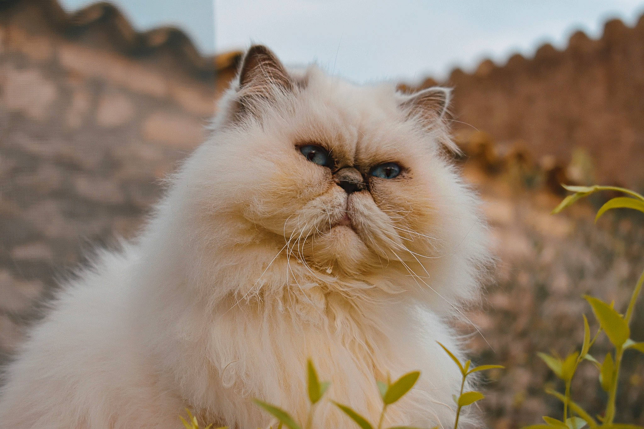 Justine participe au concours pour gagner de l'argent avec cette photo : asian, asian_semi_longhair, birman, british_longhair, british_semi_longhair, carnivore, cat, domestic_long_haired_cat, eye, fawn, felidae, fur, himalayan, mammal, persian, plant, ragdoll, small_to_medium_sized_cats, vertebrate, whiskers
