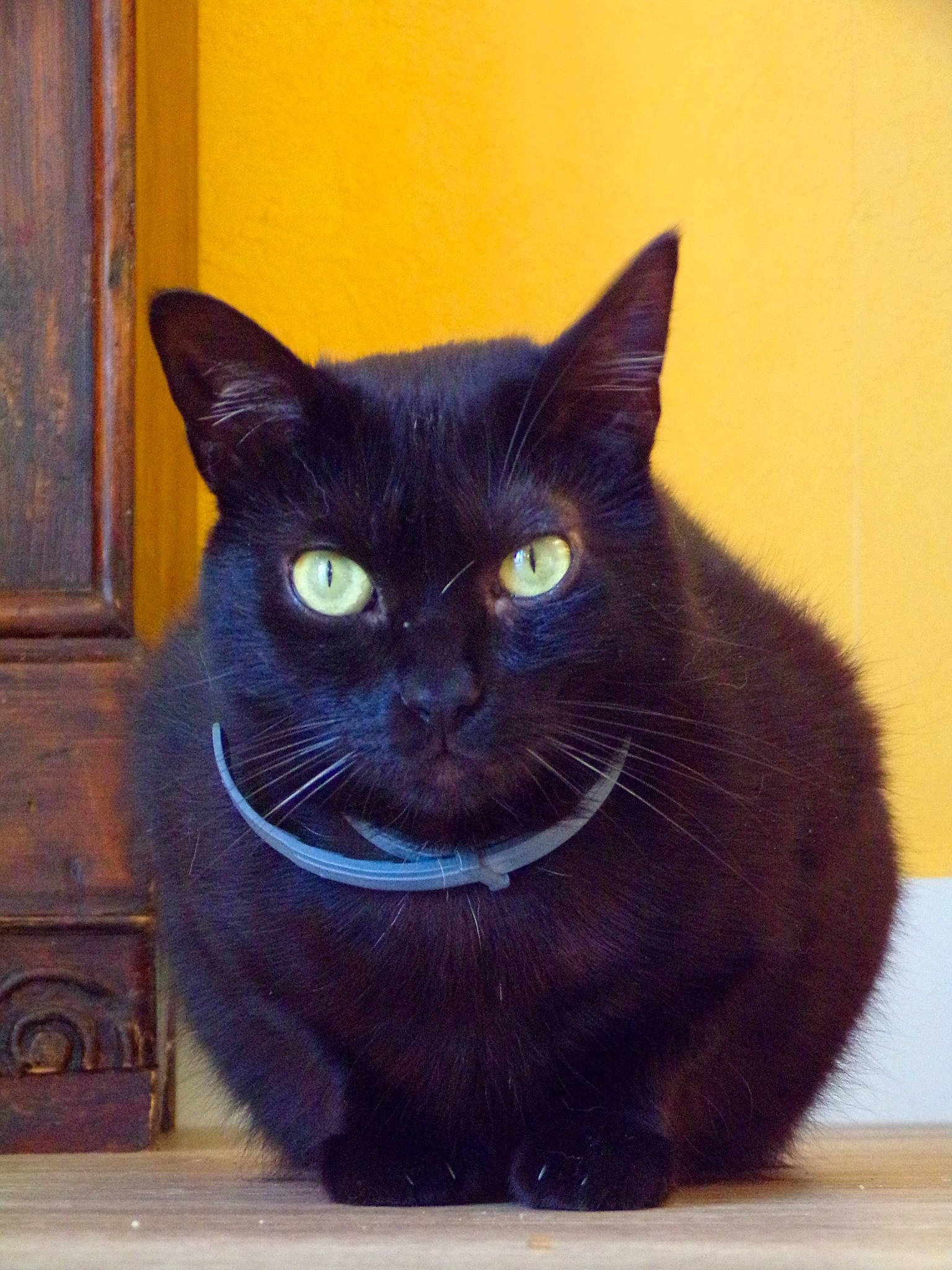 Groseille a rejoint le concours — aidez-le/la à gagner de superbes lots ! asian, black, black_cat, bombay, british_shorthair, burmese, carnivore, cat, chartreux, domestic_short_haired_cat, felidae, korat, mammal, small_to_medium_sized_cats, snout, vertebrate, whiskers