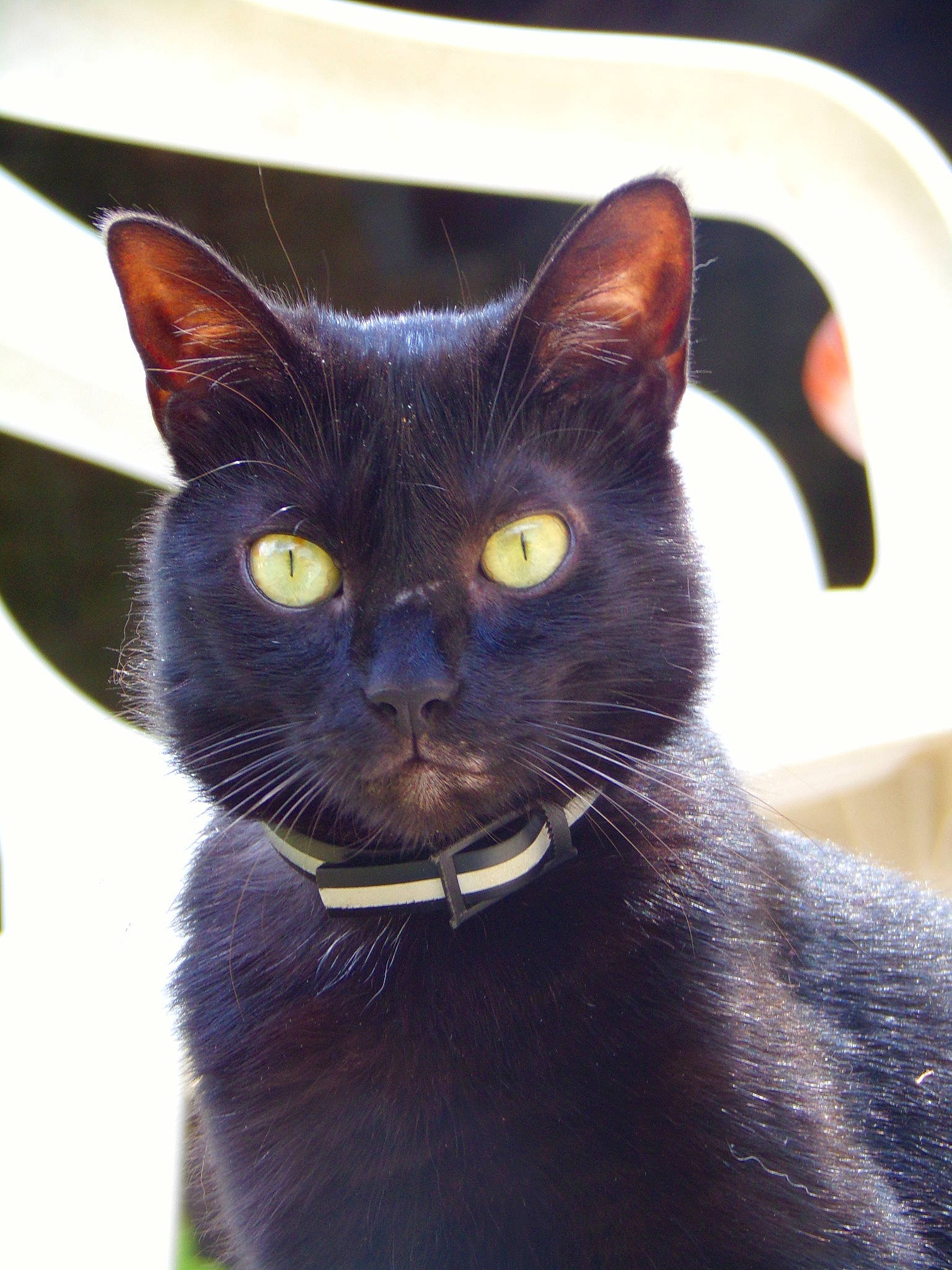 Groseille a rejoint le concours — aidez-le/la à gagner de superbes lots ! asian, black_cat, bombay, burmese, carnivore, cat, domestic_short_haired_cat, ear, felidae, havana_brown, kitten, korat, mammal, oriental_longhair, oriental_shorthair, small_to_medium_sized_cats, snout, vertebrate, whiskers