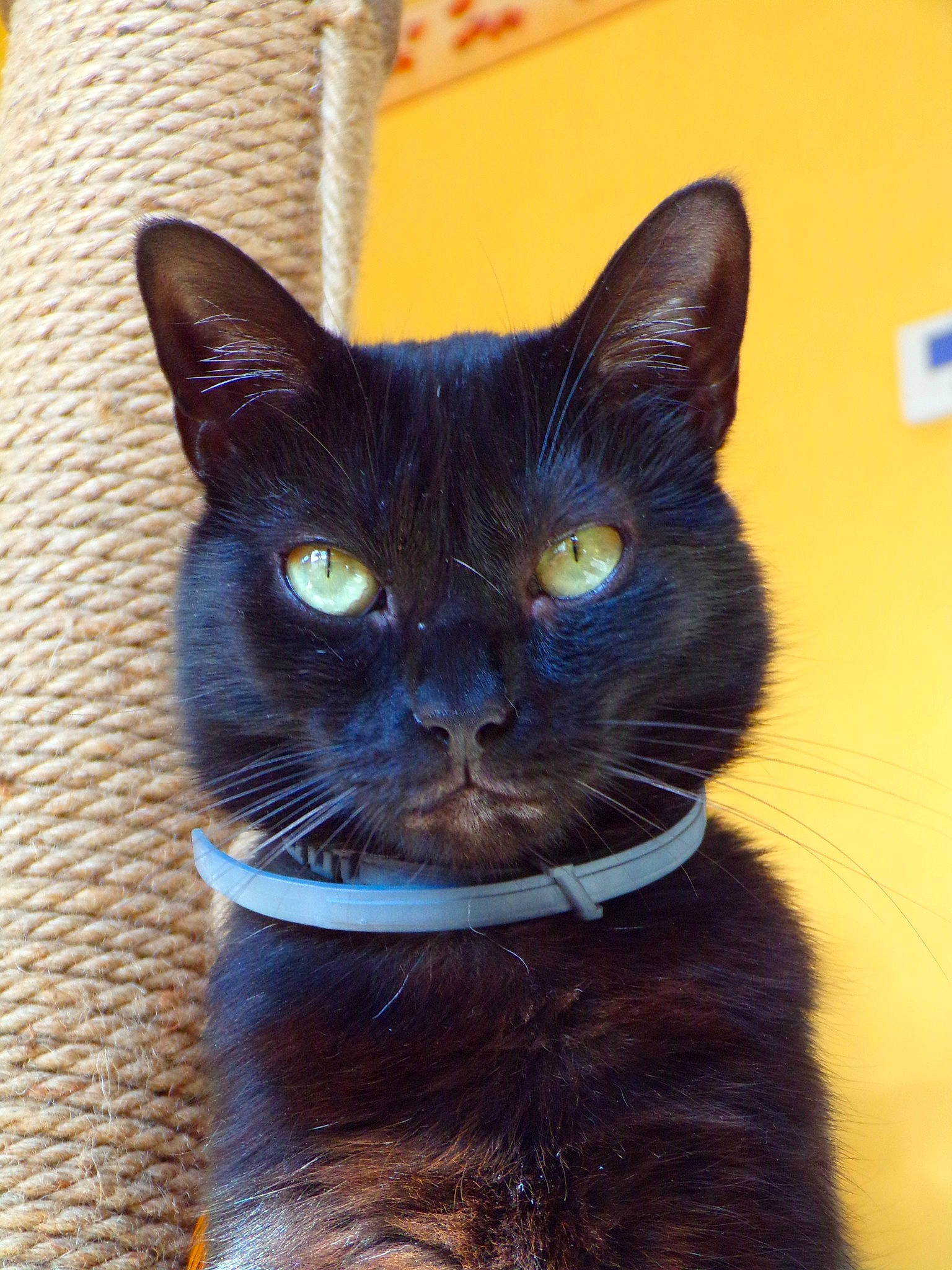 Groseille participe au concours pour gagner de l'argent avec cette photo : asian, black_cat, bombay, burmese, carnivore, cat, domestic_short_haired_cat, felidae, german_rex, havana_brown, mammal, small_to_medium_sized_cats, snout, vertebrate, whiskers