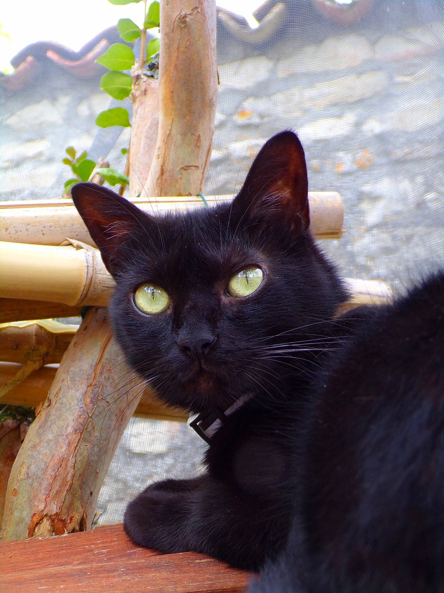 Groseille a rejoint le concours — aidez-le/la à gagner de superbes lots !