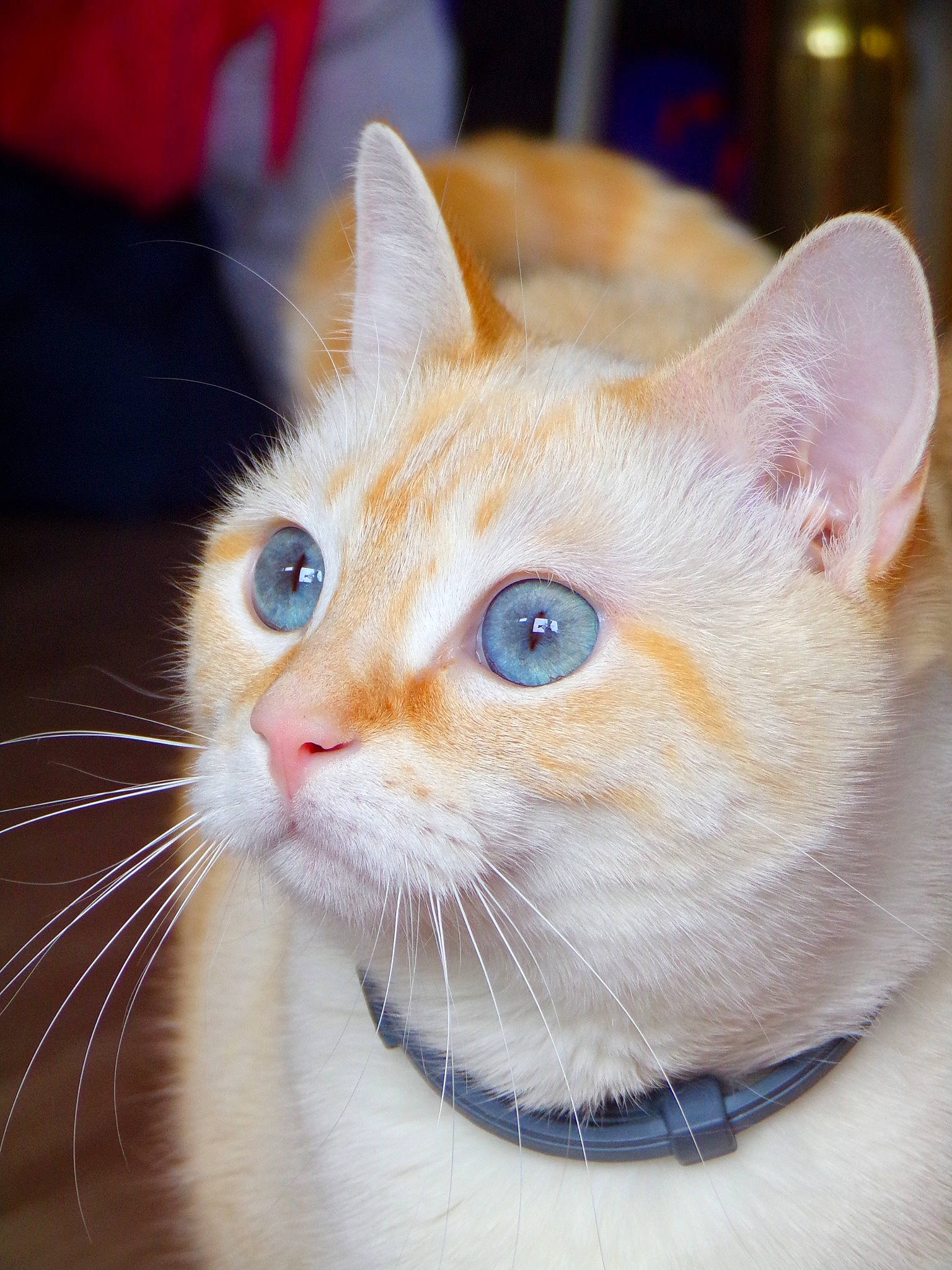 Nina participe au concours pour gagner de l'argent avec cette photo : aegean_cat, american_wirehair, asian, burmilla, carnivore, cat, colorpoint_shorthair, ear, eye, fawn, felidae, german_rex, khao_manee, kitten, mammal, nose, small_to_medium_sized_cats, snout, vertebrate, whiskers