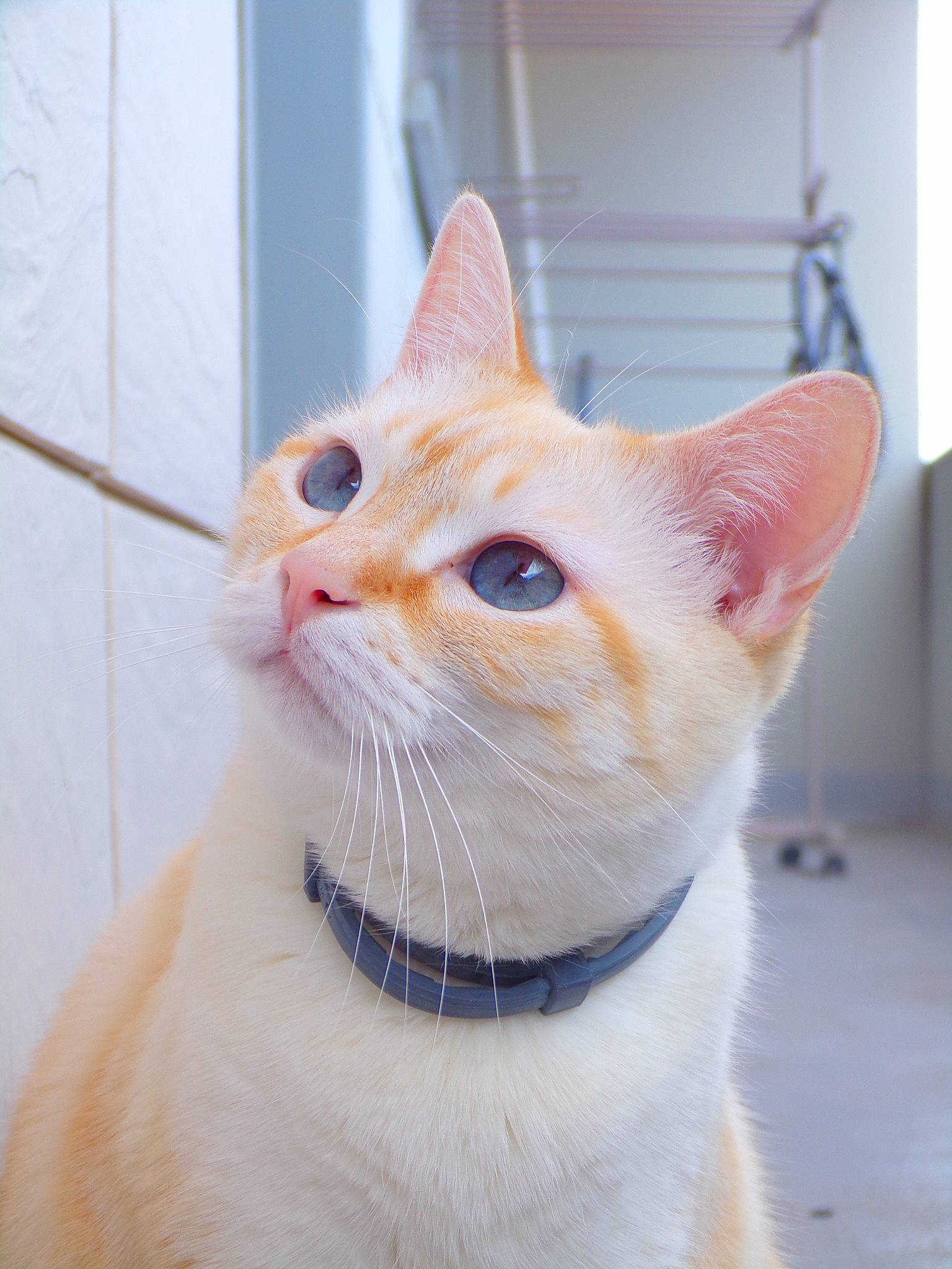 Nina a rejoint le concours — aidez-le/la à gagner de superbes lots ! aegean_cat, arabian_mau, asian, burmilla, carnivore, cat, colorpoint_shorthair, domestic_short_haired_cat, fawn, felidae, german_rex, khao_manee, kitten, mammal, small_to_medium_sized_cats, snout, tail, turkish_van, vertebrate, whiskers