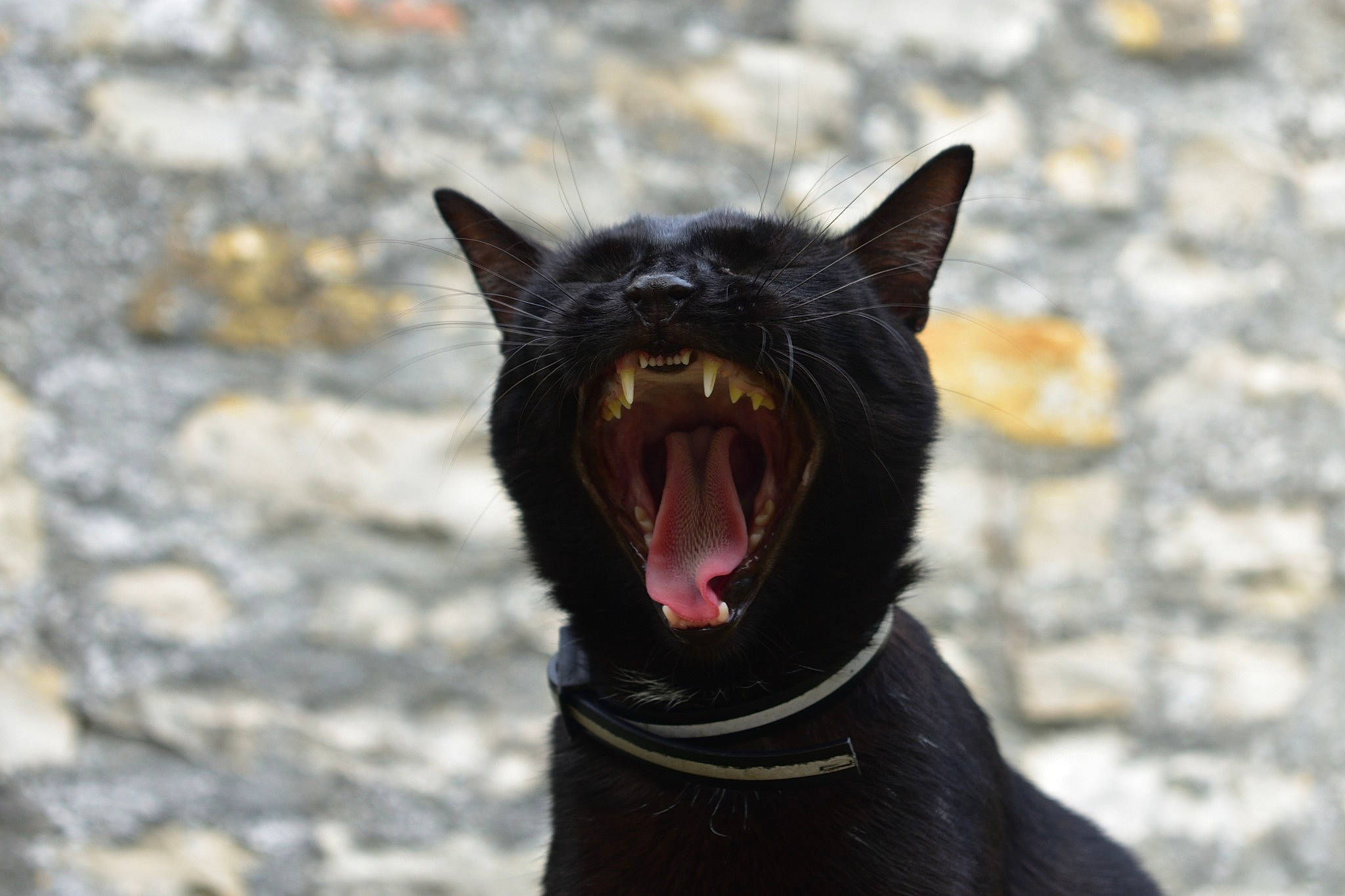 Mimi a rejoint le concours — aidez-le/la à gagner de superbes lots ! black_cat, bombay, carnivore, cat, facial_expression, fang, felidae, jaw, mouth, organ, roar, small_to_medium_sized_cats, smile, snout, tongue, tooth, whiskers, yawn