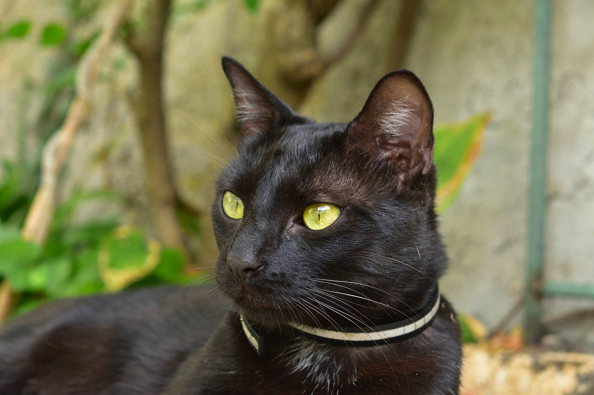 Mimi a rejoint le concours — aidez-le/la à gagner de superbes lots ! asian, black_cat, bombay, burmese, carnivore, cat, domestic_short_haired_cat, eye, felidae, havana_brown, korat, mammal, oriental_shorthair, plant, small_to_medium_sized_cats, snout, vertebrate, whiskers