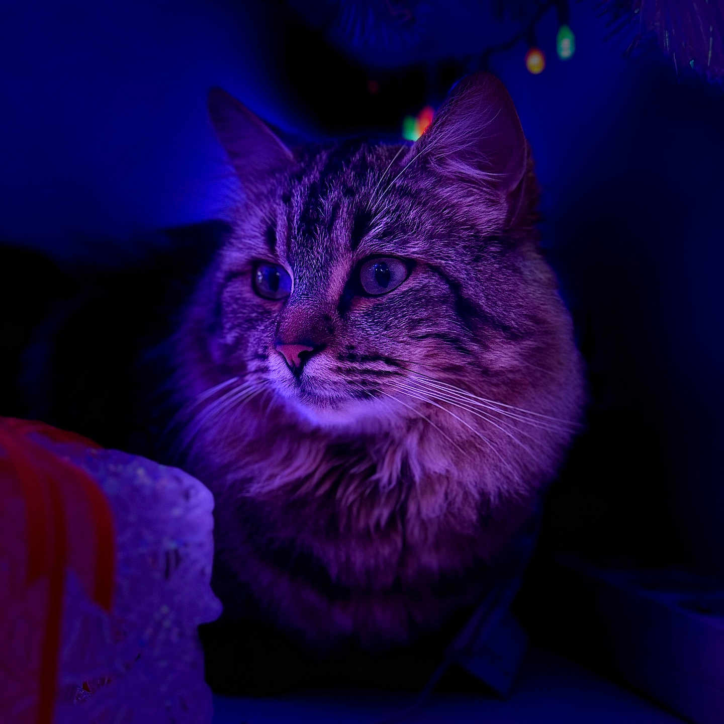 Migris participe au concours pour gagner de l'argent avec cette photo : abyssinian, accessories, animal, cat, couch, fractal, furniture, glitter, kitten, light, lighting, manx, nature, night, ornament, outdoors, pattern, pet, purple, siamese