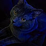 alert, animal_portrait, blue_light, cat, close_up, cozy, curious, dark_background, ears, feline, fur, gray_cat, indoor, moody_lighting, night, pet, quiet, sitting, whiskers, yellow_eyes