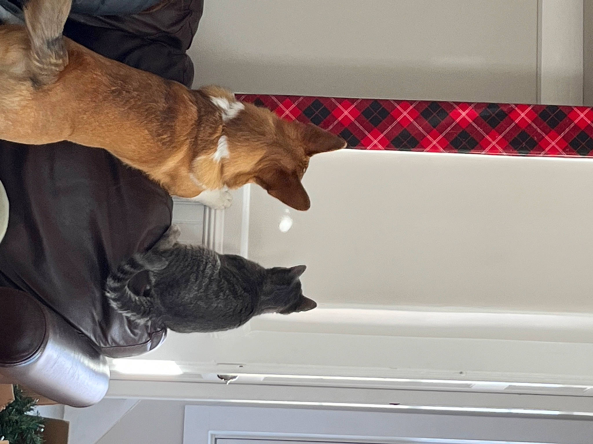 Suki joined the competition — help win amazing prizes! carnivore, cat, claw, comfort, companion_dog, domestic_short_haired_cat, felidae, fur, gesture, pattern, plaid, room, small_to_medium_sized_cats, tail, tartan, whiskers, window, window_covering, wood