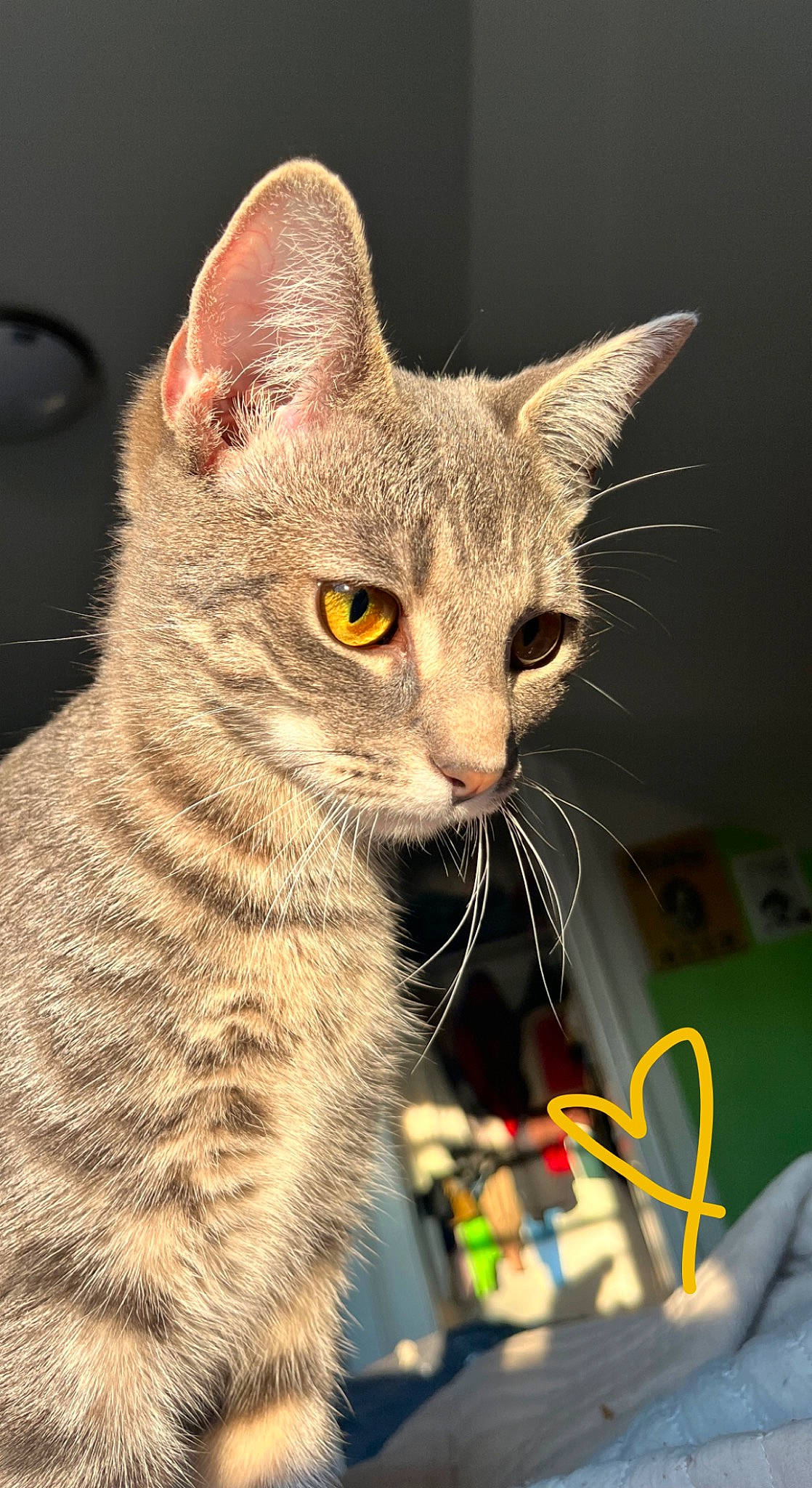 Suki joined the competition — help win amazing prizes! carnivore, cat, cat_supply, cat_toy, domestic_short_haired_cat, felidae, fur, paw, pet_supply, small_to_medium_sized_cats, snout, terrestrial_animal, whiskers, window