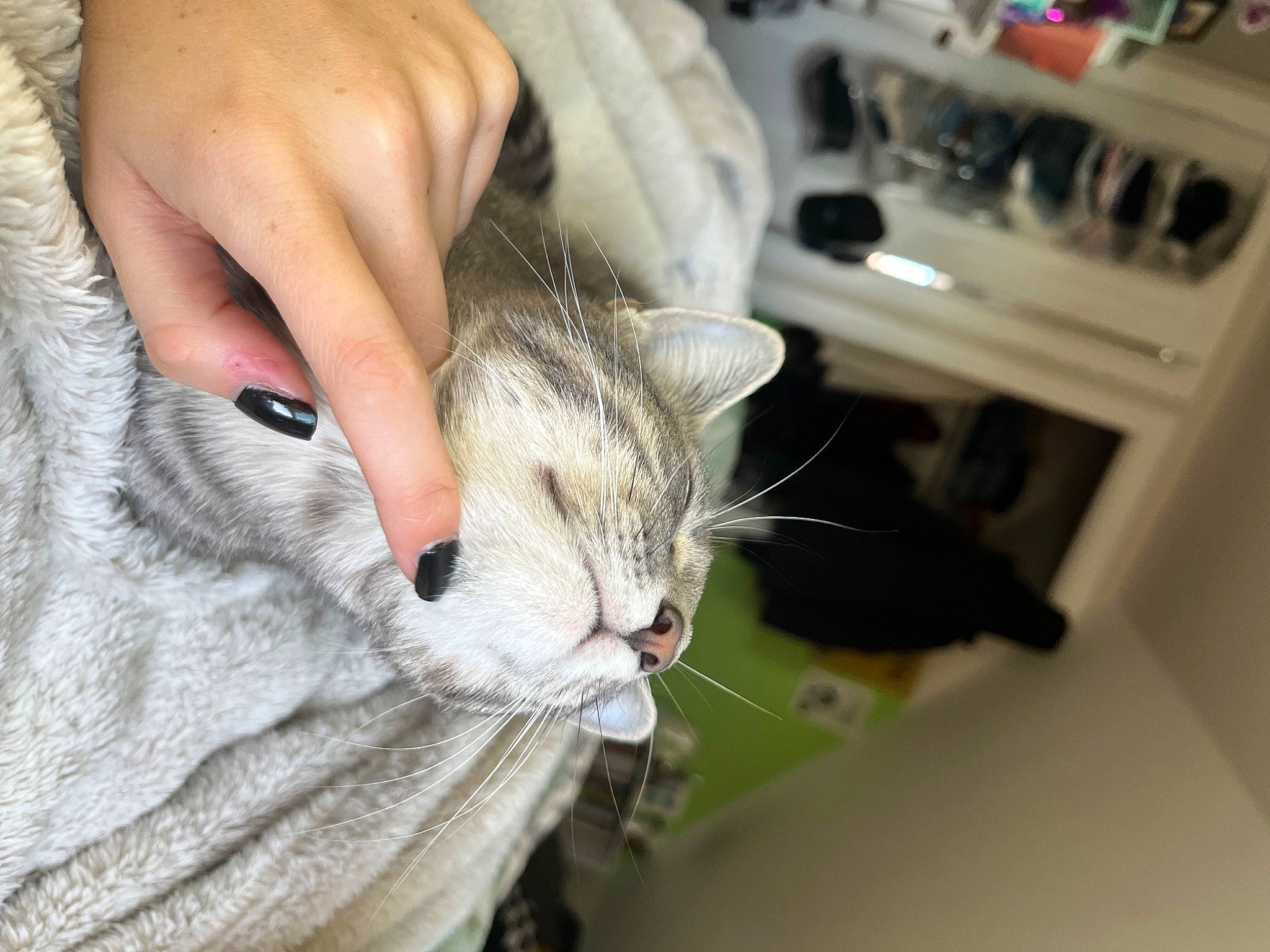 Suki joined the competition — help win amazing prizes! carnivore, cat, claw, comfort, domestic_short_haired_cat, ear, fawn, felidae, foot, fur, gesture, kitchen_appliance, nail, paw, small_to_medium_sized_cats, tail, whiskers