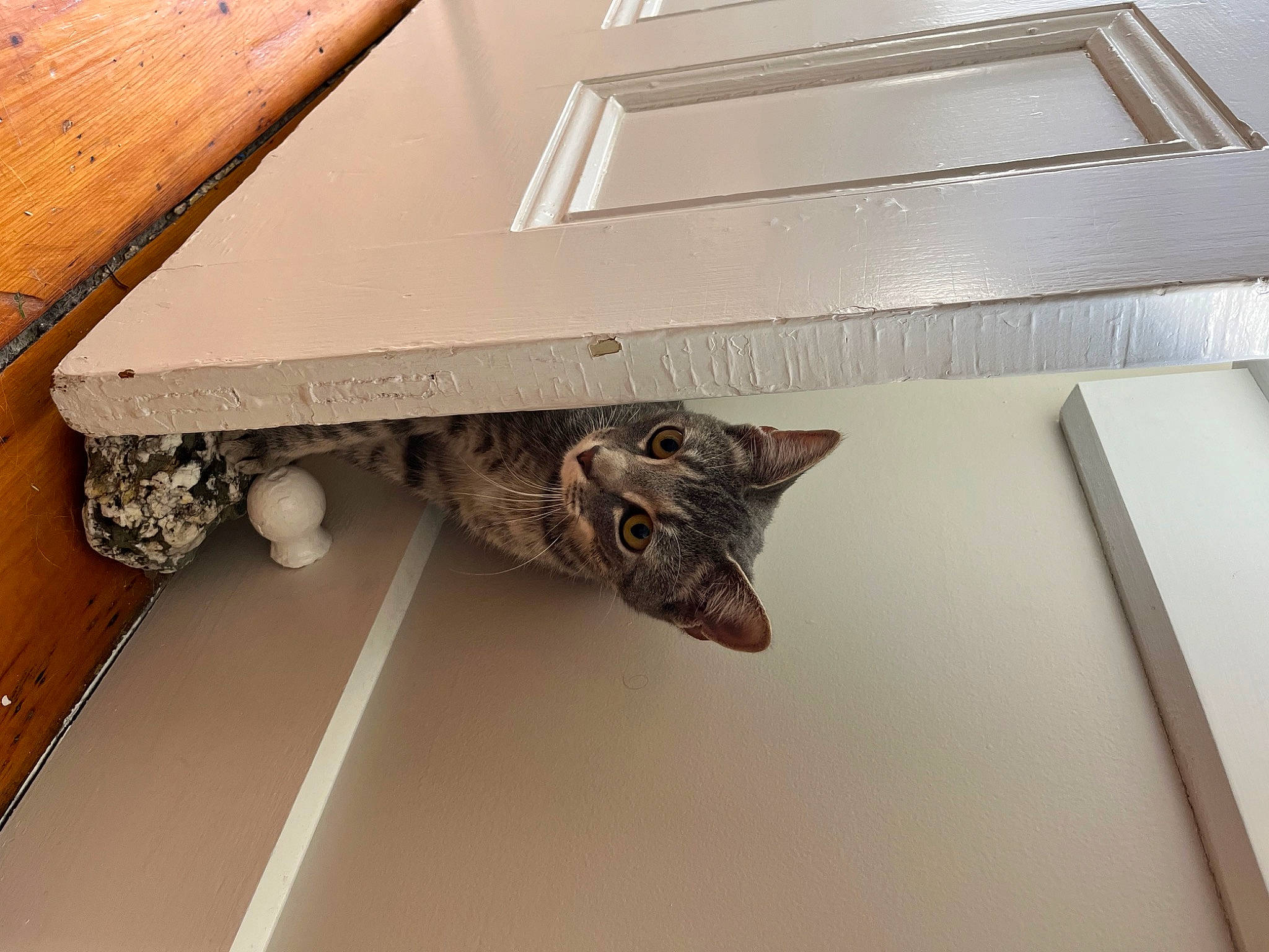 Suki is registered to the contest to win money with this photo: building, carnivore, cat, ceiling, felidae, floor, flooring, hardwood, house, interior_design, metal, pet_supply, plywood, rectangle, room, small_to_medium_sized_cats, stairs, table, wood, wood_stain