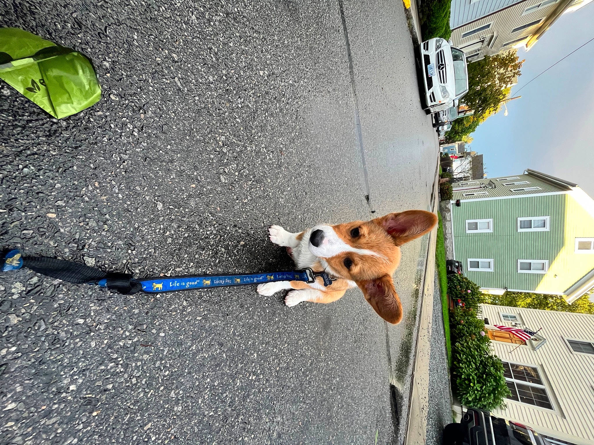 Chicken is registered to the contest to win money with this photo: adventure, asphalt, building, canidae, carnivore, collar, companion_dog, dog, dog_breed, fashion_accessory, fawn, leash, plant, recreation, road, road_surface, sidewalk, sporting_group, tail, window