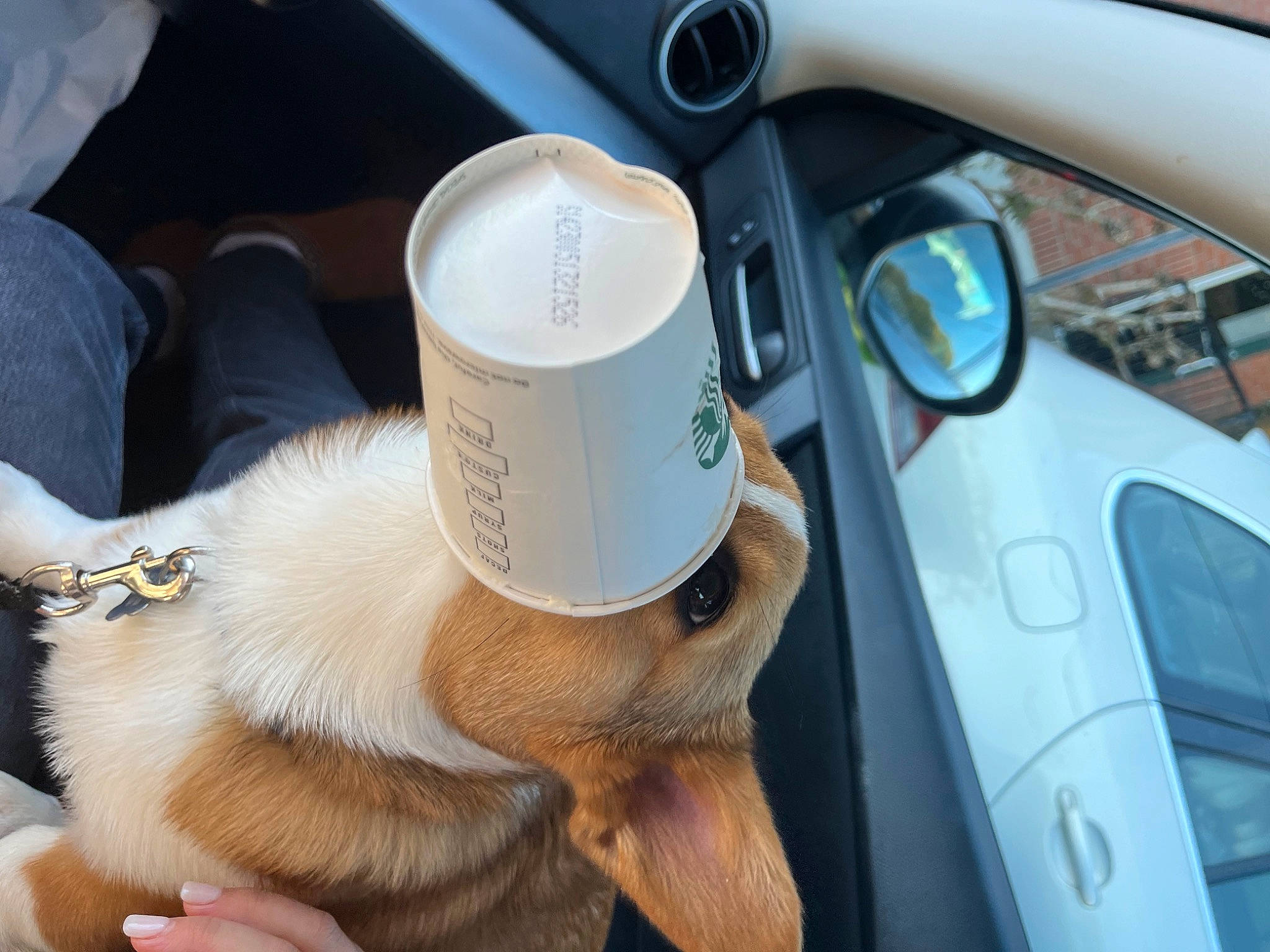 Chicken is registered to the contest to win money with this photo: auto_part, automotive_design, automotive_exterior, automotive_lighting, automotive_mirror, car, carnivore, companion_dog, family_car, gear_shift, luxury_vehicle, motor_vehicle, personal_luxury_car, rear_view_mirror, speedometer, steering_part, steering_wheel, vehicle, vehicle_door, windshield