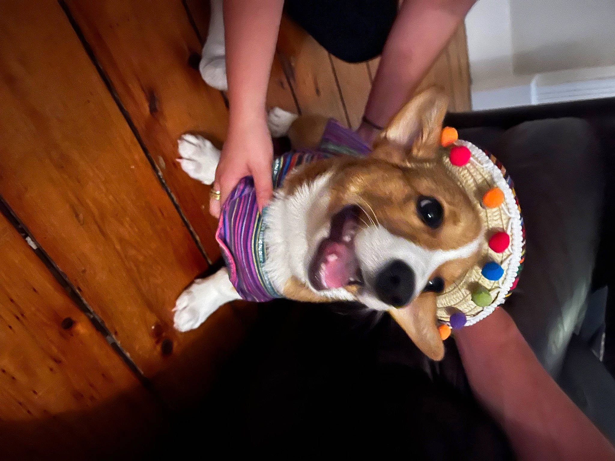 Chicken is registered to the contest to win money with this photo: carnivore, companion_dog, dog, dog_breed, dog_clothes, dog_supply, fawn, flooring, foot, fun, fur, hardwood, leg, snout, sporting_group, toy_dog, varnish, whiskers, wood, wood_stain