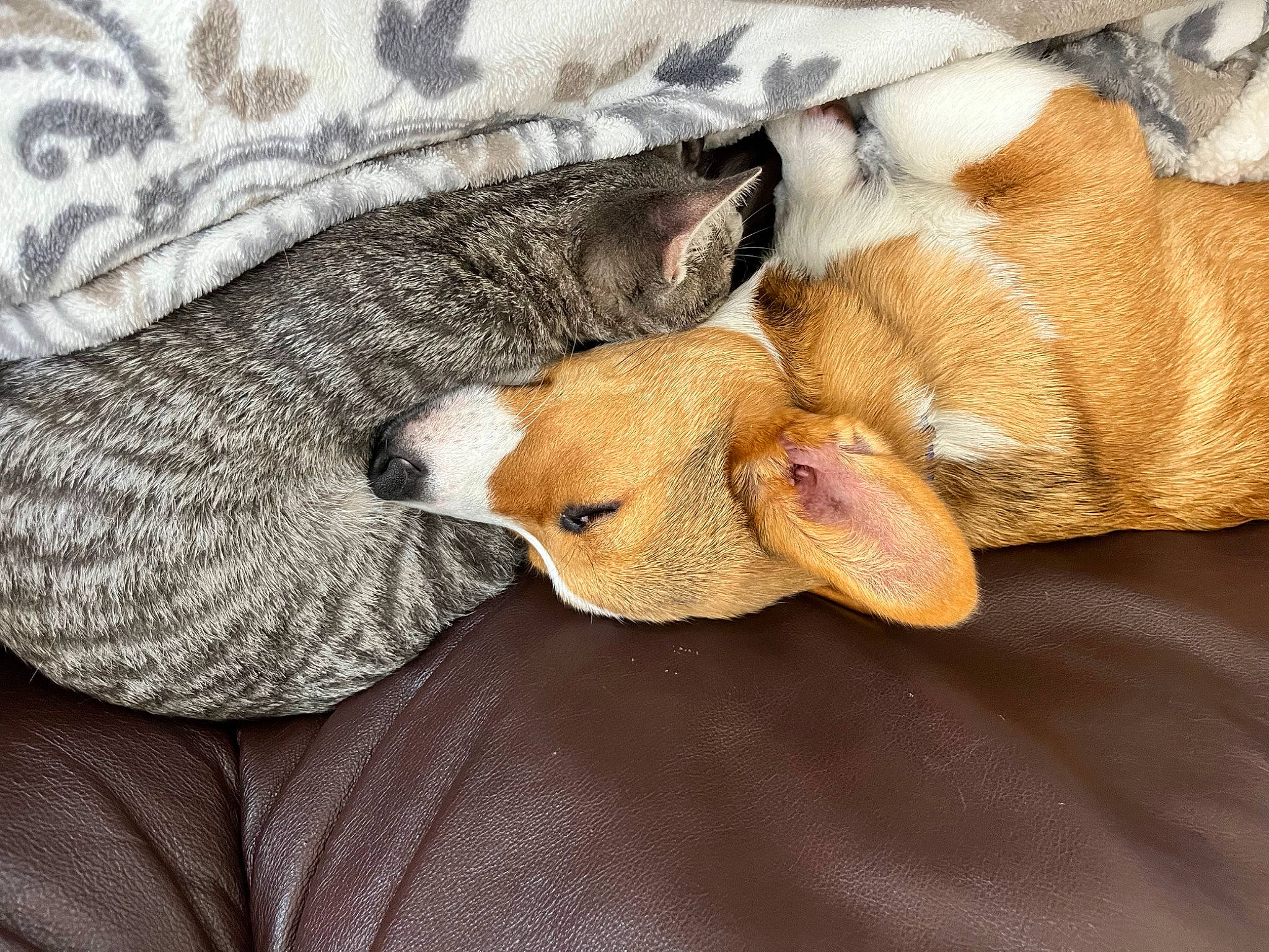 Chicken is registered to the contest to win money with this photo: canidae, carnivore, cat, comfort, companion_dog, dog_breed, domestic_short_haired_cat, fawn, felidae, fur, grey, linens, pattern, paw, small_to_medium_sized_cats, snout, sporting_group, tail, whiskers, wood