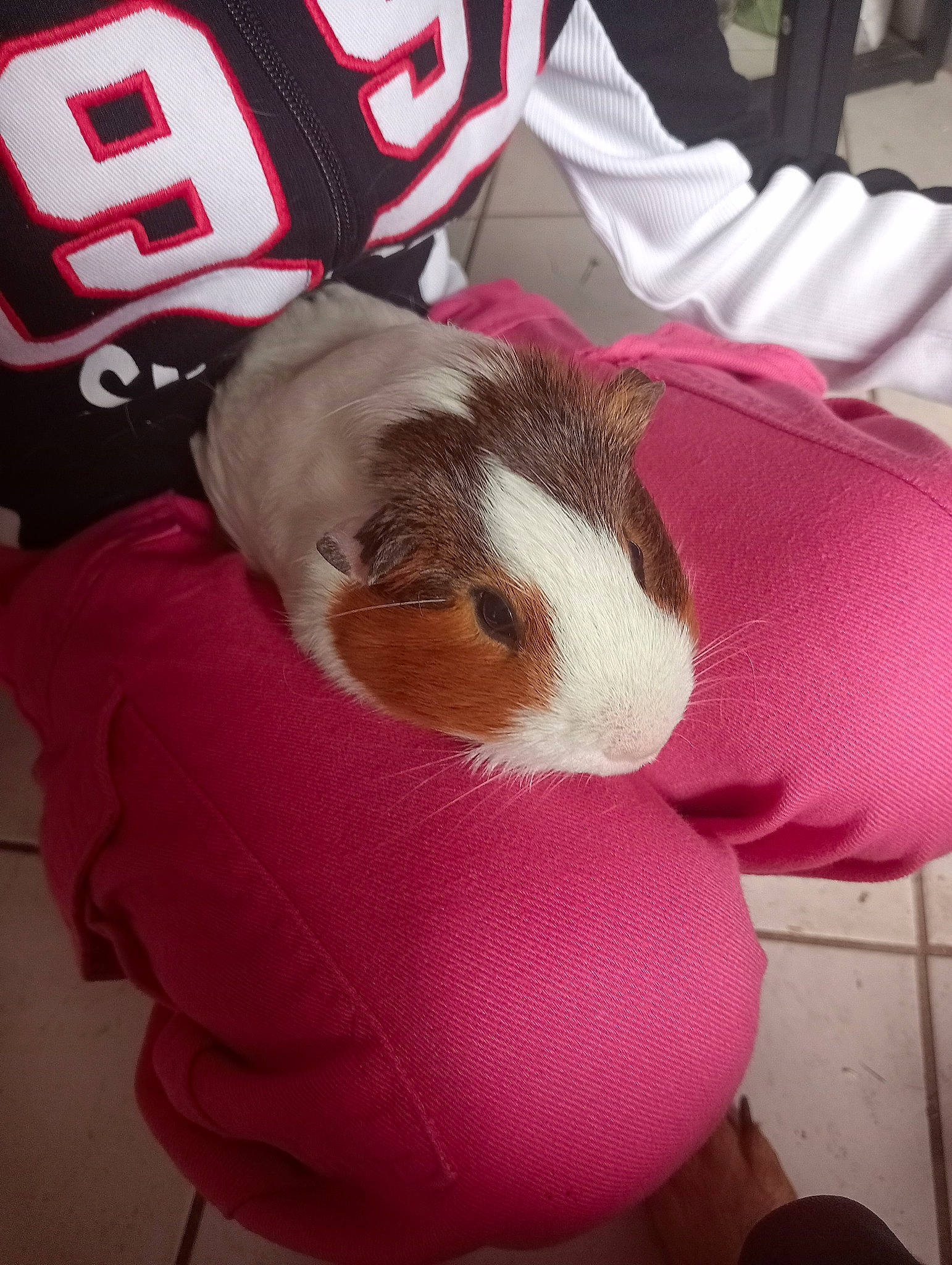 Flocon a rejoint le concours — aidez-le/la à gagner de superbes lots ! baseball_cap, cap, carmine, comfort, event, fur, glove, human_leg, logo, magenta, mascot, pink, plush, rabbit, rabbits_and_hares, sports_gear, sportswear, stuffed_toy, whiskers, white