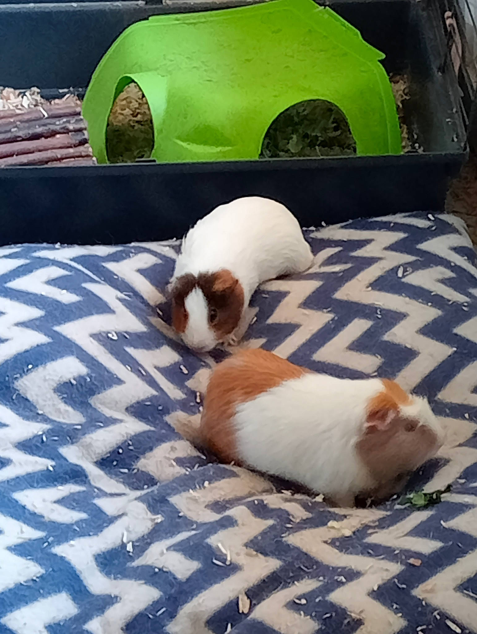 Caramel a rejoint le concours — aidez-le/la à gagner de superbes lots ! automotive_tire, carnivore, cat, comfort, companion_dog, dog_breed, fawn, felidae, fender, flooring, grass, green, hood, motor_vehicle, small_to_medium_sized_cats, snout, tail, tire, vehicle, whiskers