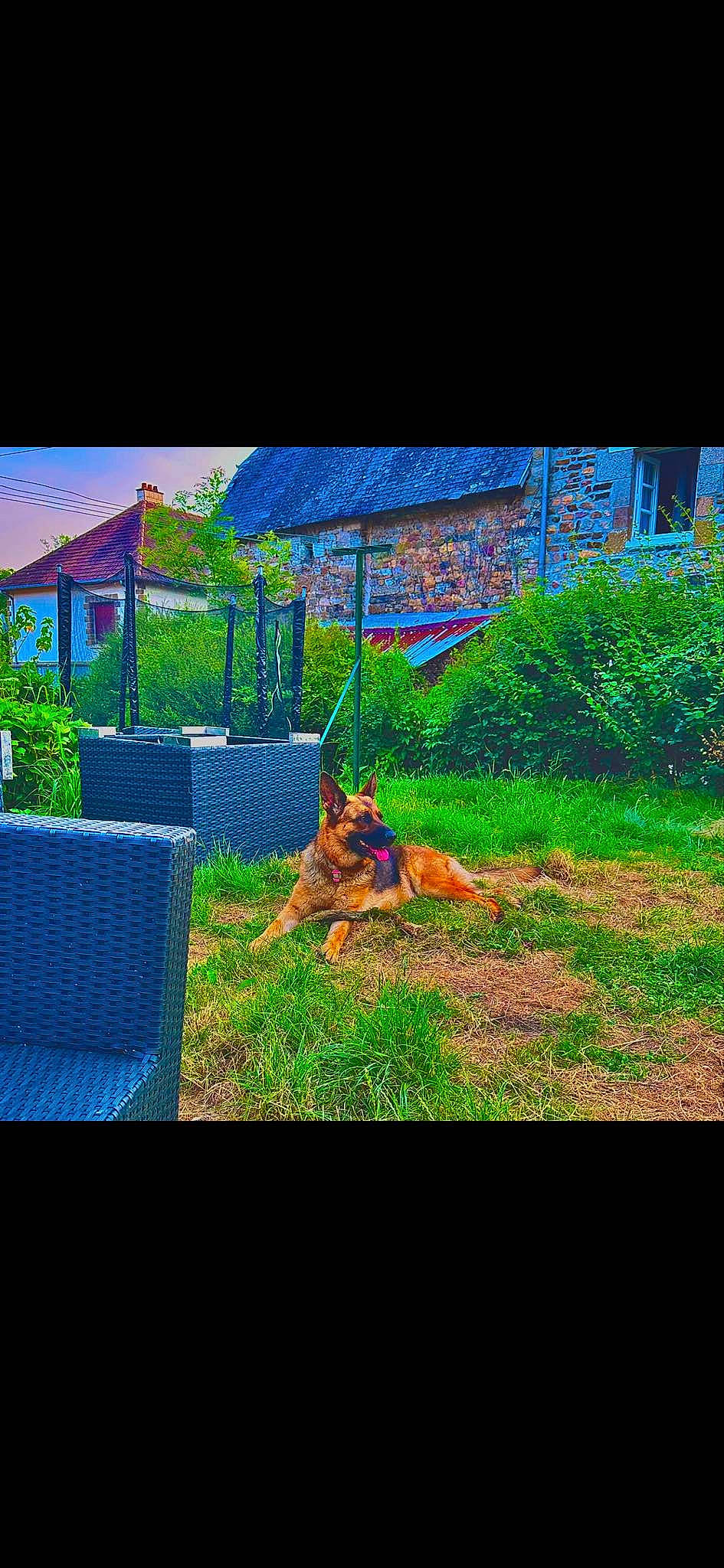 Naya participe au concours pour gagner de l'argent avec cette photo : art, carnivore, dog, garden, grass, grass_family, grassland, groundcover, house, landscape, lawn, natural_landscape, plant, rectangle, shade, shrub, slope, tints_and_shades, tree, wildlife