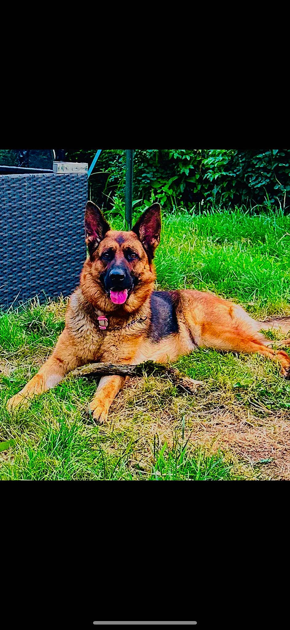 Naya a rejoint le concours — aidez-le/la à gagner de superbes lots ! art, belgian_shepherd_malinois, canidae, carnivore, companion_dog, dog, dog_breed, east_european_shepherd, fawn, german_shepherd_dog, grass, guard_dog, heat, herding_dog, king_shepherd, law_enforcement, old_german_shepherd_dog, plant, sporting_group, working_dog