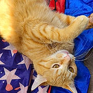Moustache a rejoint le concours — aidez-le/la à gagner de superbes lots ! cat, orange_tabby, pet, animal, feline, whiskers, fur, relaxed, indoor, blanket, stars, colorful, pattern, soft, cute, laying_down, close_up, sunlight, playful, domestic_cat
