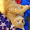 cat, orange_tabby, pet, animal, feline, whiskers, fur, relaxed, indoor, blanket, stars, colorful, pattern, soft, cute, laying_down, close_up, sunlight, playful, domestic_cat