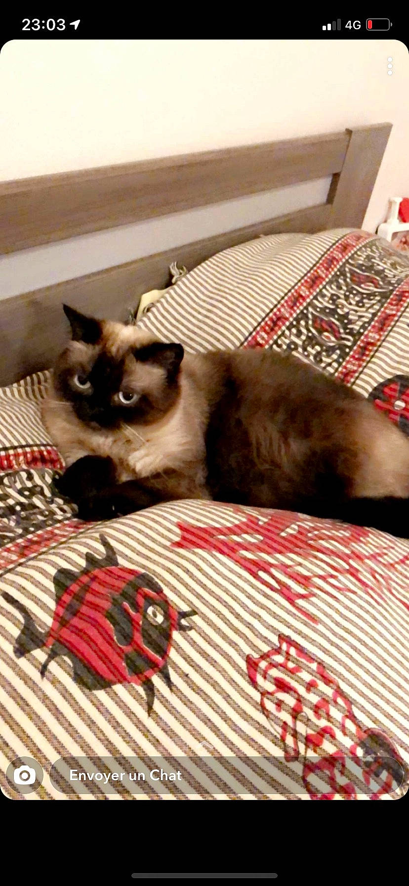 Masha a rejoint le concours — aidez-le/la à gagner de superbes lots ! birman, carnivore, cat, comfort, domestic_short_haired_cat, fawn, felidae, flooring, fur, linens, pattern, pet_supply, room, siamese, small_to_medium_sized_cats, snout, tail, thai, whiskers, window