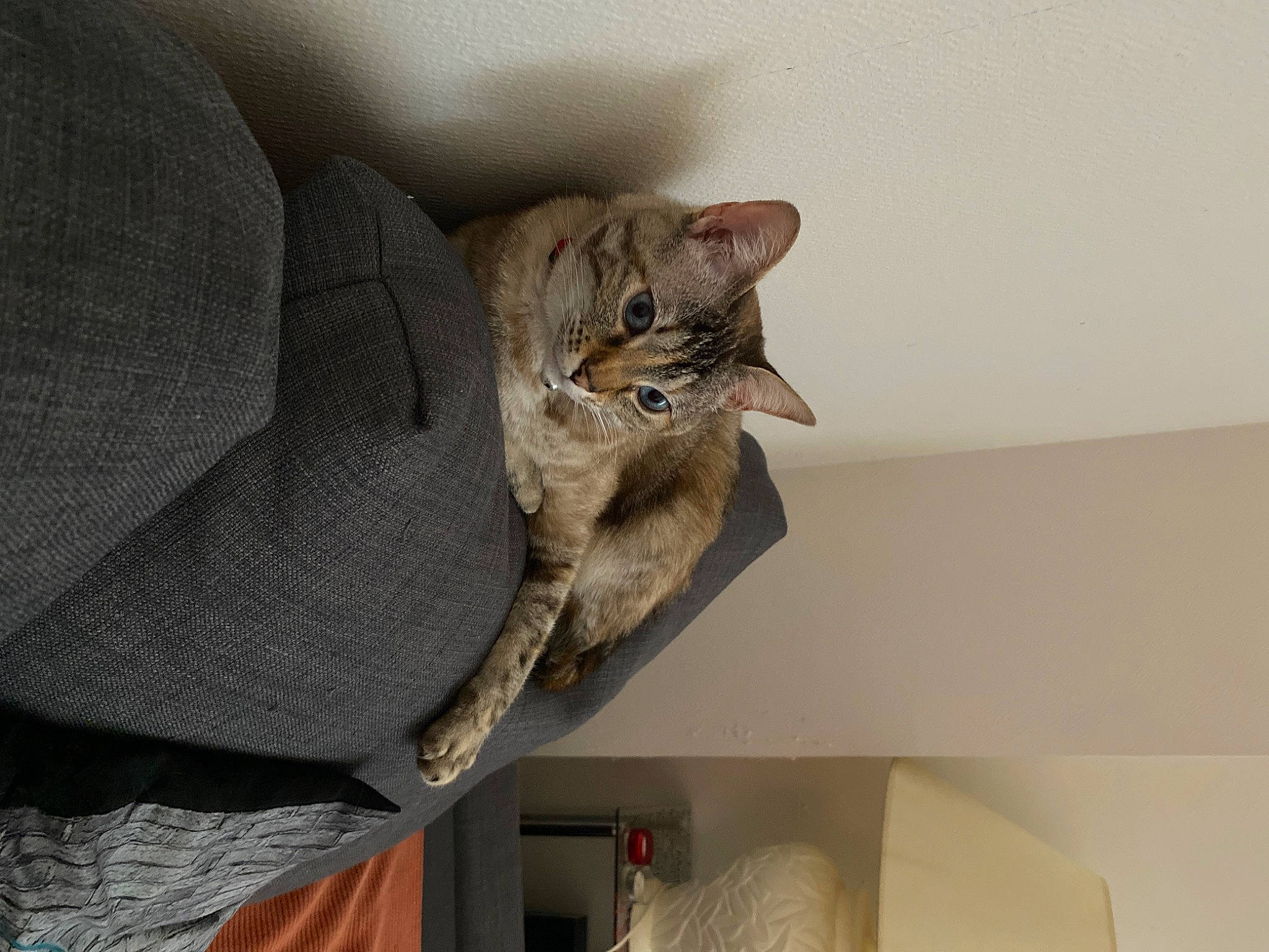 Mashia a rejoint le concours — aidez-le/la à gagner de superbes lots ! carnivore, cat, ceiling, comfort, domestic_short_haired_cat, fawn, felidae, fur, grey, paw, plaster, room, sleeve, small_to_medium_sized_cats, tail, whiskers, window, wood