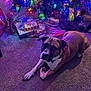 dog, christmas_tree, carpet, gift, holiday, lights, indoor, decorations, festive, wrapped_presents, bandana, pet, relaxed, colorful, room, celebration, canine, tree_lights, cozy, festivity