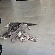 Akela a rejoint le concours — aidez-le/la à gagner de superbes lots ! kitten, cat, plush_toy, bunny, gray_cat, white_paws, floor, tile_floor, indoor, pet, animal, playful, curious, cute, small, young_cat, toy, furry, resting, hiding