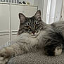 cat, fluffy, gray, white, paw, stretching, fur, indoor, cabinet, snowflake_sticker, relaxed, curious, pet, animal, home, texture, closeup, portrait, feline, cozy