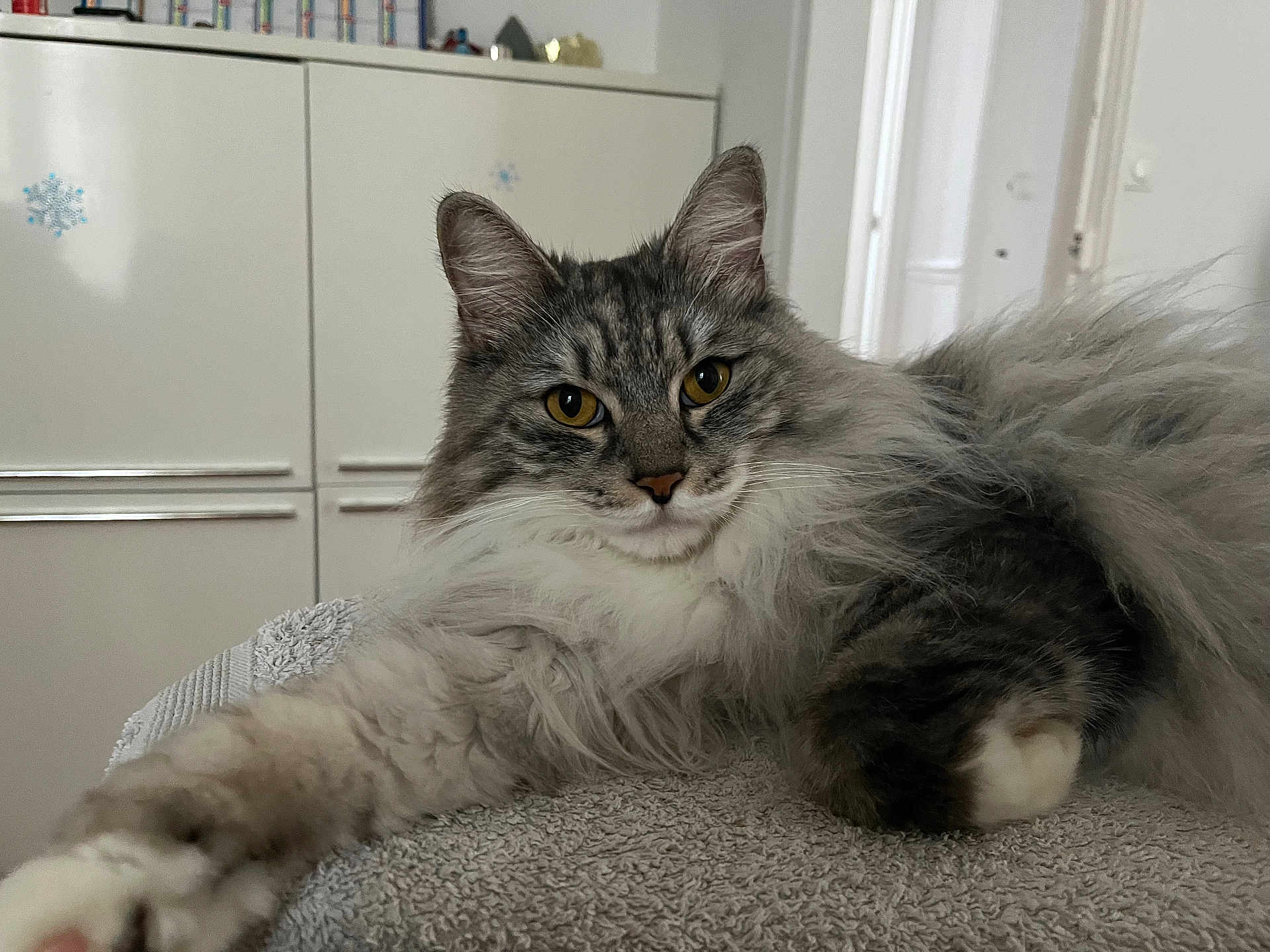 Mistigri a rejoint le concours — aidez-le/la à gagner de superbes lots ! cat, fluffy, gray, white, paw, stretching, fur, indoor, cabinet, snowflake_sticker, relaxed, curious, pet, animal, home, texture, closeup, portrait, feline, cozy