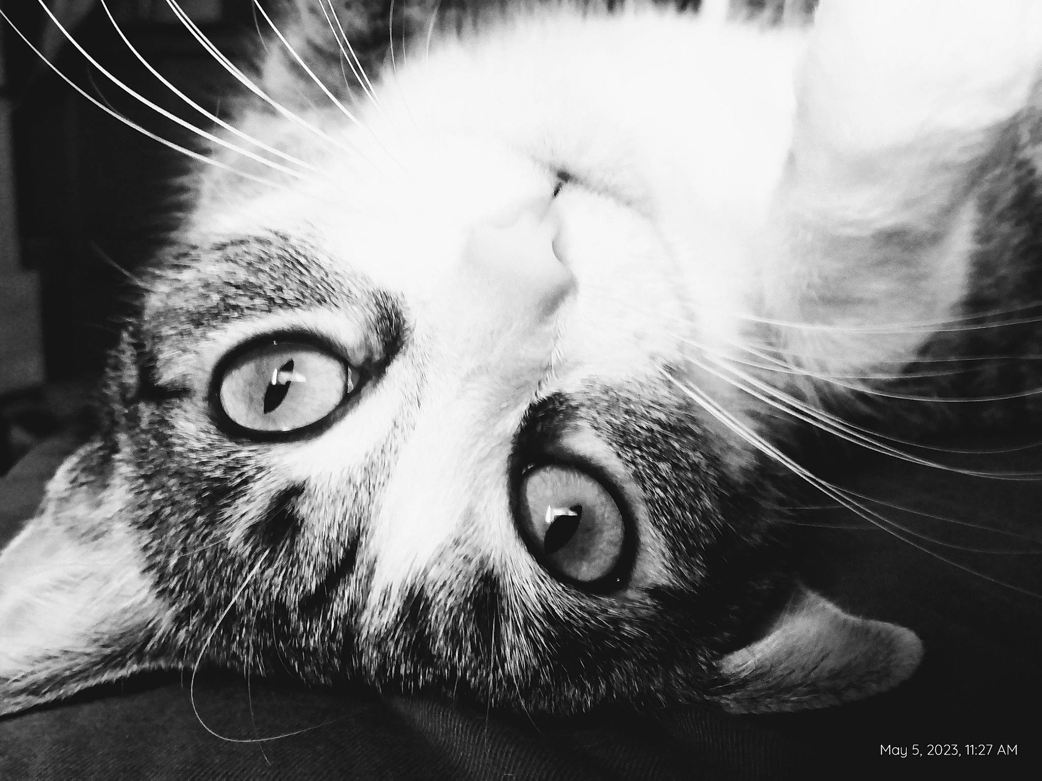 Ginger is registered to the contest to win money with this photo: black_and_white, carnivore, cat, close_up, ear, eye, eyebrow, eyelash, felidae, grey, head, human_body, iris, monochrome, monochrome_photography, nose, small_to_medium_sized_cats, snout, style, whiskers