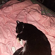 Millie joined the competition — help win amazing prizes! cat, sleeping, black_and_white, fur, pet, cozy, blanket, pink, indoor, resting, cute, animal, whiskers, paw, bed, domestic, fur_texture, relaxation, quiet, comfort