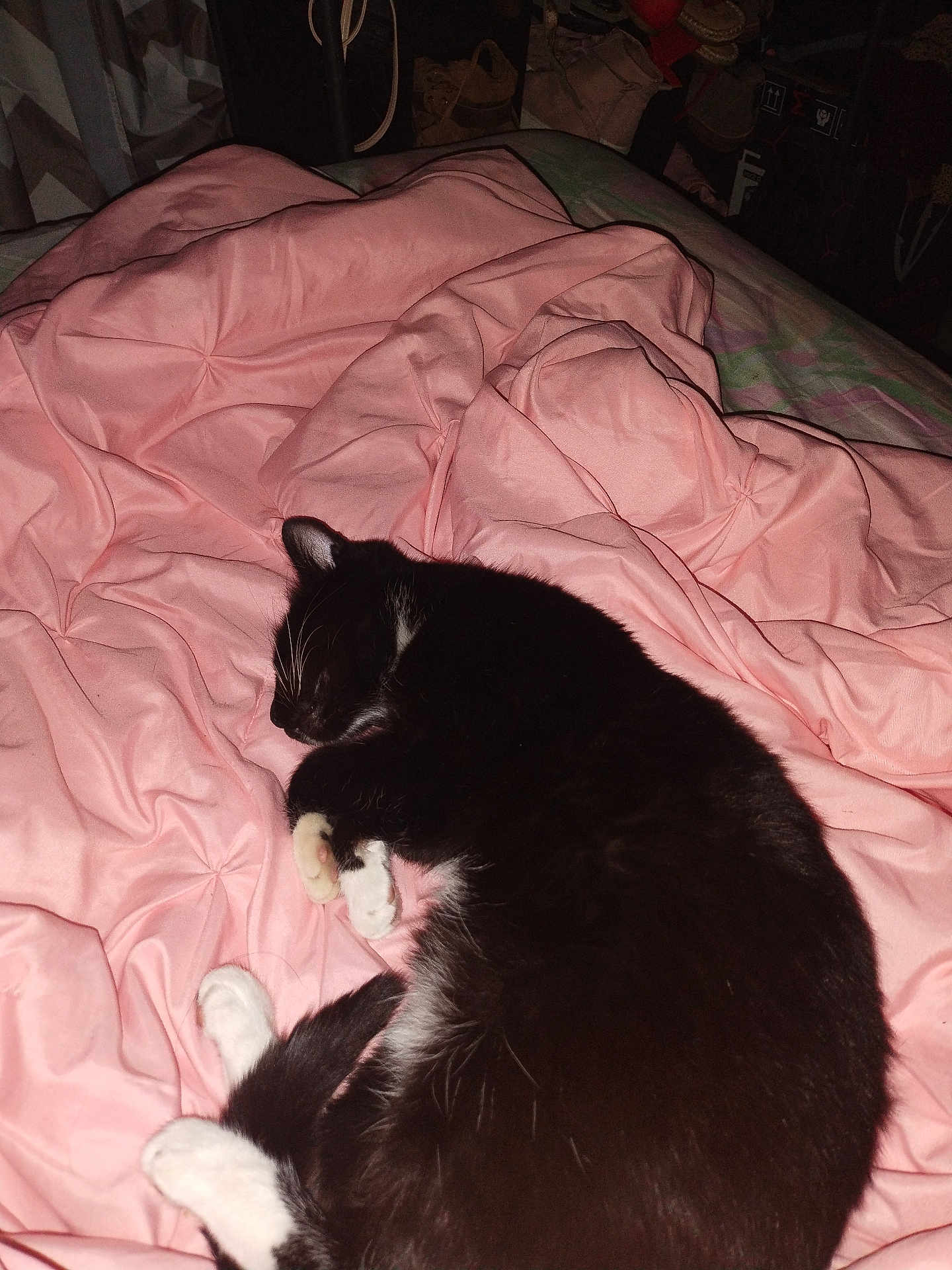 Millie joined the competition — help win amazing prizes! cat, sleeping, black_and_white, fur, pet, cozy, blanket, pink, indoor, resting, cute, animal, whiskers, paw, bed, domestic, fur_texture, relaxation, quiet, comfort