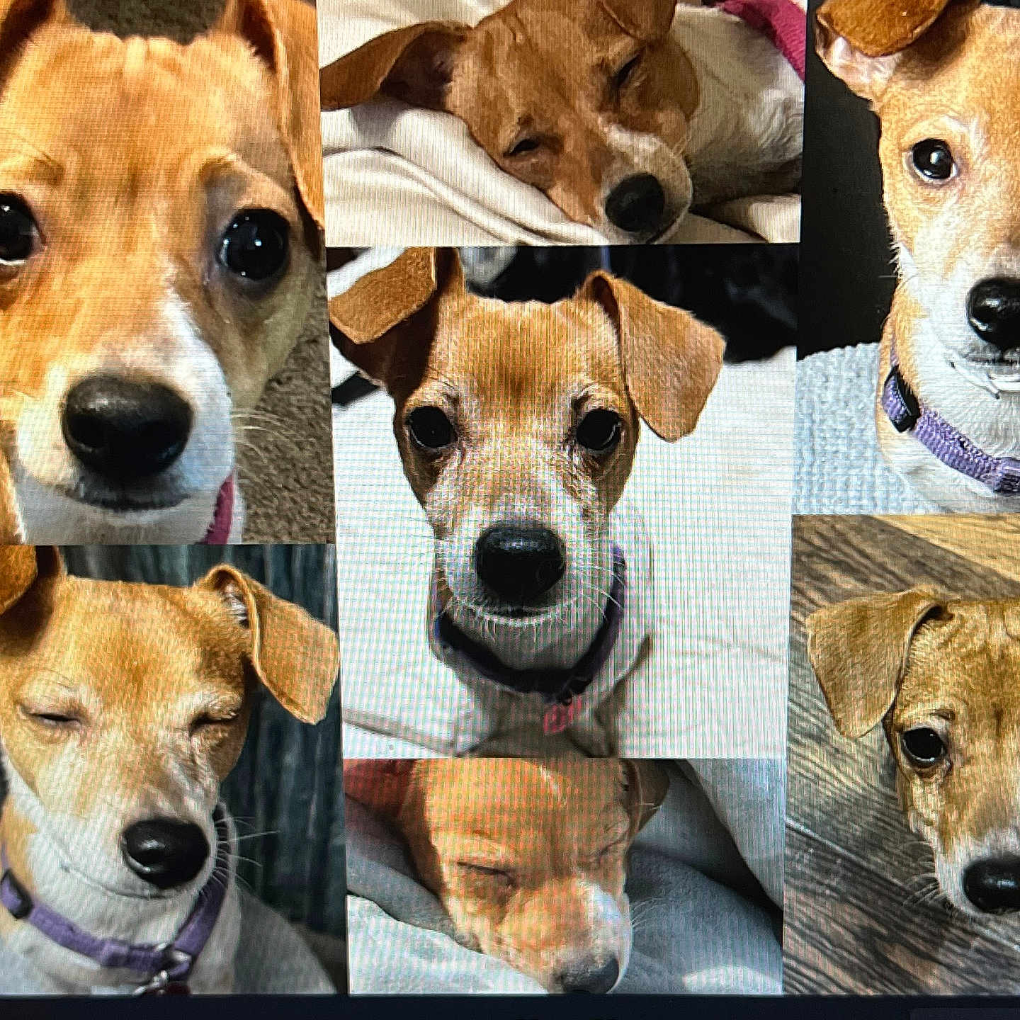 Twixy is registered to the contest to win money with this photo: big_eyes, blanket, brown_and_white, carpet, closeup, collage, collar, curious, dog, ears, harness, indoor, jack_russell, nose, playful, portrait, puppy, sleeping, small_dog, wood_floor