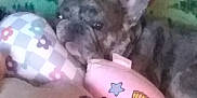 Scooby is registered to the contest to win money with this photo: dog, plush_toy, blanket, pattern, indoor, sleeping, cozy, stuffed_animal, animal, resting, colorful, soft_toys, brindle, cute, pet, home, relaxed, toy, fabric, comfort