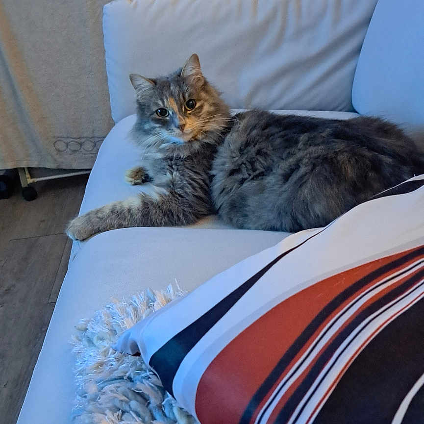 Nala a rejoint le concours — aidez-le/la à gagner de superbes lots ! animal, architecture, bed, blanket, building, cat, chair, couch, cushion, furniture, homedecor, indoors, interiordesign, kitten, linen, livingroom, manx, pet, pillow, room