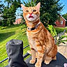 Leonardo is registered to the contest to win money with this photo: cat, orange_tabby, tongue_out, collar, outdoor, greenery, sunny, blue_sky, fence, grass, trees, house, pet, animal, whiskers, sitting, close_up, daylight, nature, cute