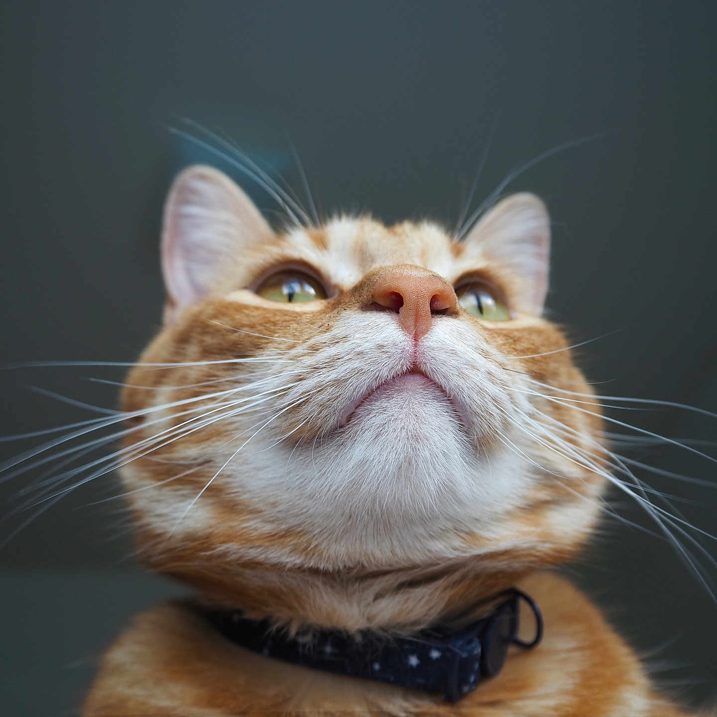 Leonardo is registered to the contest to win money with this photo: cat, orange_tabby, close_up, whiskers, fur, collar, pet, animal, portrait, looking_up, face, green_eyes, nose, ears, indoor, domestic_animal, cute, feline, soft_light, sharp_focus