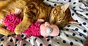Leonardo is registered to the contest to win money with this photo: cat, sleeping, ginger_cat, plush_toy, pink_toy, blanket, polka_dot, cozy, indoor, pet, fur, cute, resting, animal, soft, domestic, closeup, comfortable, relaxed, nap