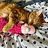 cat, sleeping, ginger_cat, plush_toy, pink_toy, blanket, polka_dot, cozy, indoor, pet, fur, cute, resting, animal, soft, domestic, closeup, comfortable, relaxed, nap
