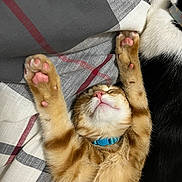 Leonardo is registered to the contest to win money with this photo: kitten, cat, sleeping, stretching, paws, orange_cat, black_and_white_cat, collar, pet, feline, cute, cozy, blanket, indoor, resting, relaxed, closeup, fur, whiskers, pink_paws