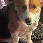 Buddy is registered to the contest to win money with this photo: dog, pet, key, collar, brown, white, fur, animal, indoor, pillow, glass_bowl, table, seated, looking, face, ears, paw, closeup, domestic, cute