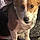Buddy