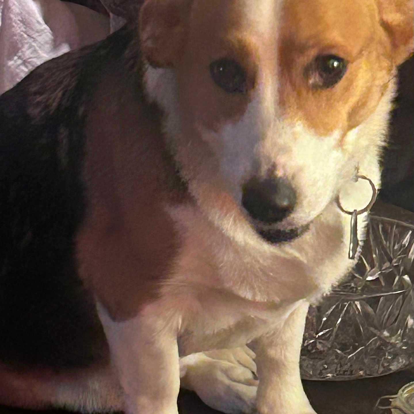 Buddy