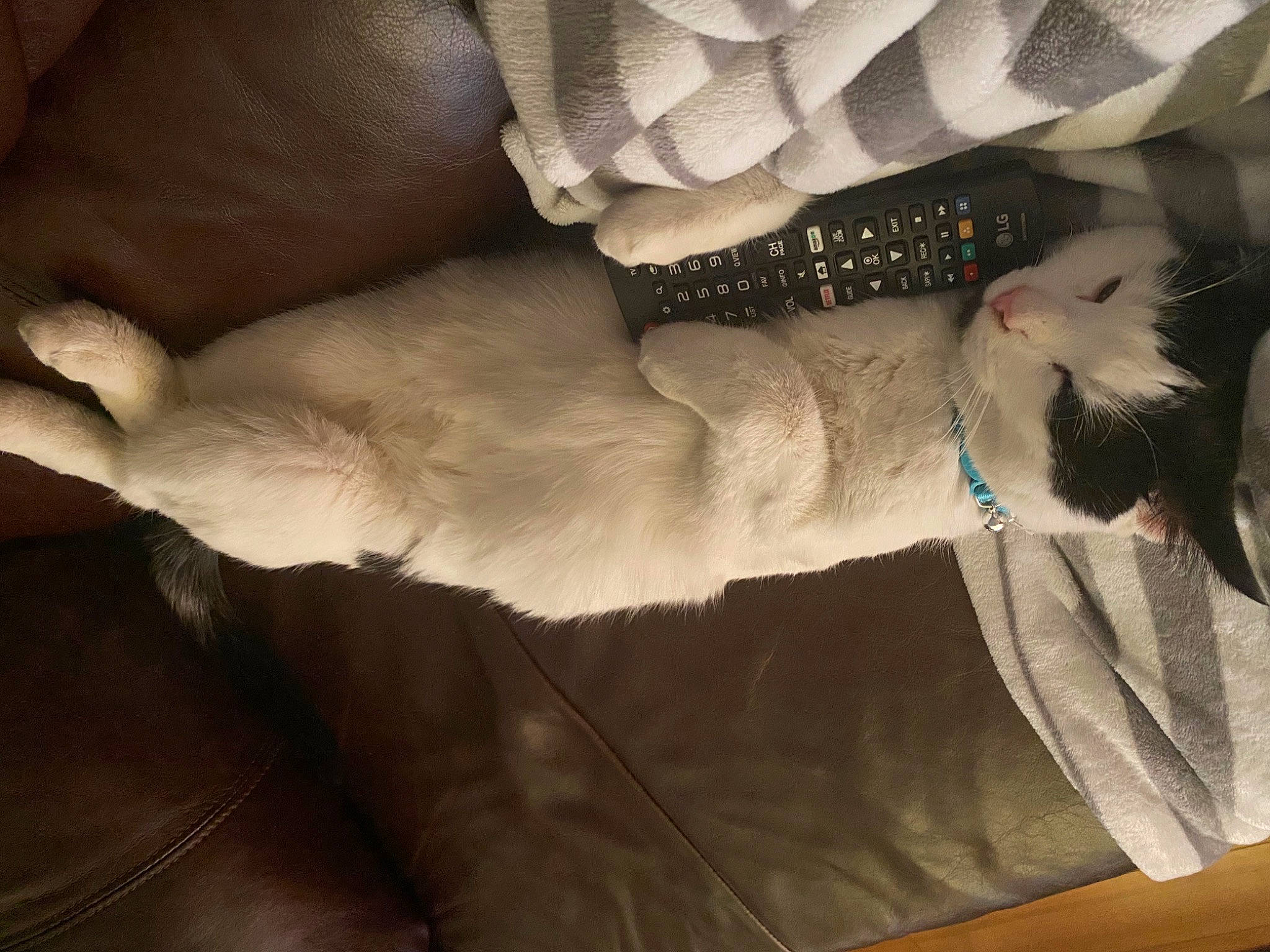 Spyro is registered to the contest to win money with this photo: beige, carnivore, cat, collar, domestic_short_haired_cat, fawn, felidae, fur, small_to_medium_sized_cats, snout, tail, vertebrate, whiskers