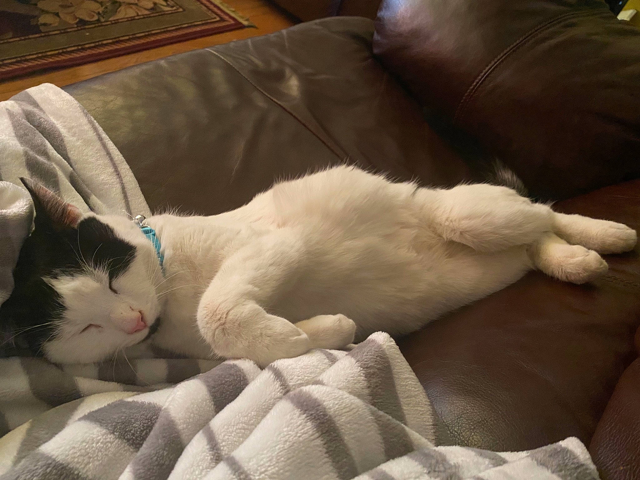 Spyro is registered to the contest to win money with this photo: carnivore, cat, comfort, couch, domestic_short_haired_cat, felidae, fur, living_room, nap, paw, picture_frame, sleep, small_to_medium_sized_cats, snout, studio_couch, tail, terrestrial_animal, vertebrate, whiskers