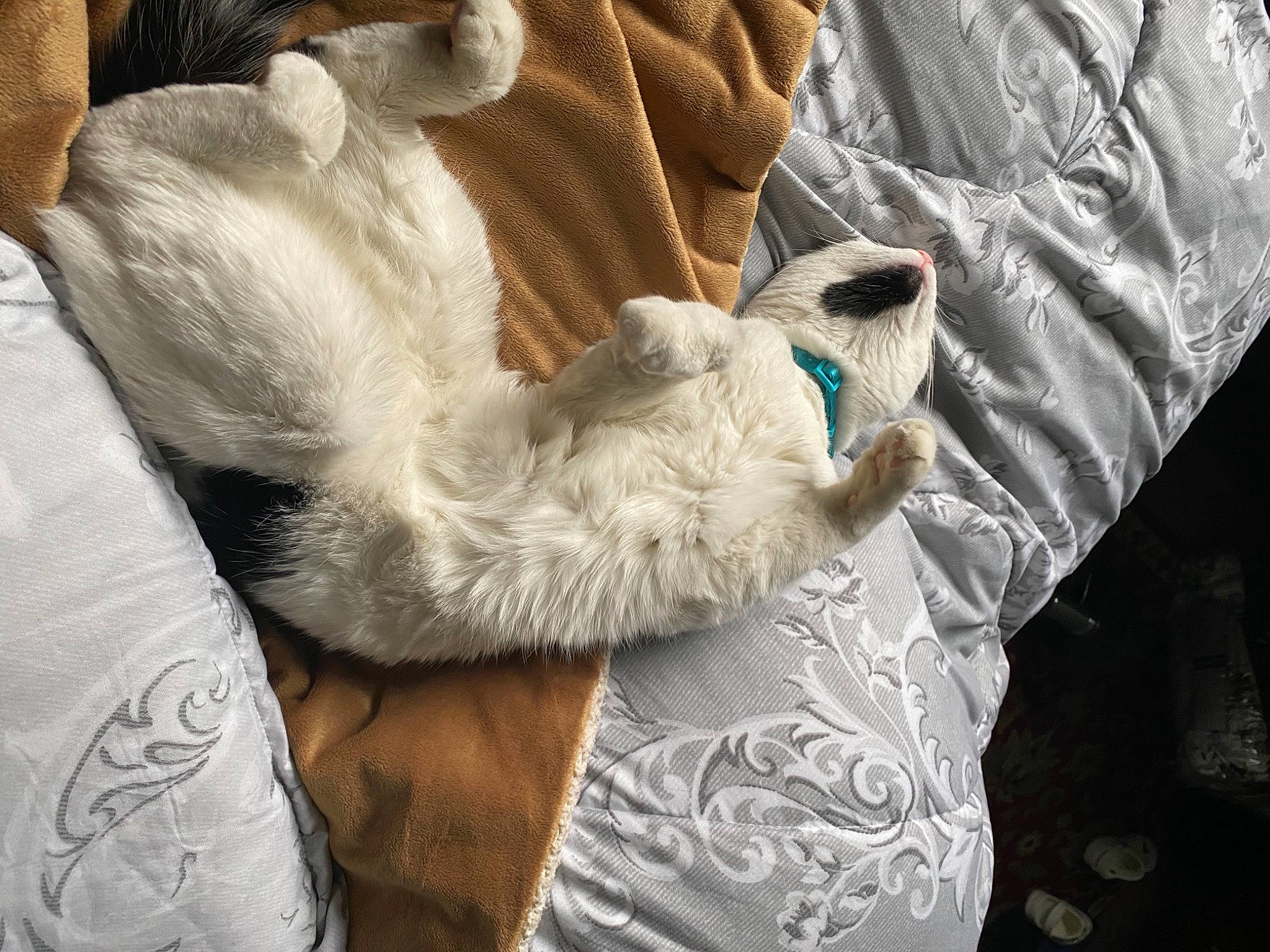 Spyro is registered to the contest to win money with this photo: blanket, cat, claw, comfort, felidae, fur, linens, paw, small_to_medium_sized_cats